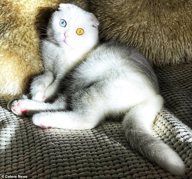 В Петербурге живет белый кот с удивительными глазами