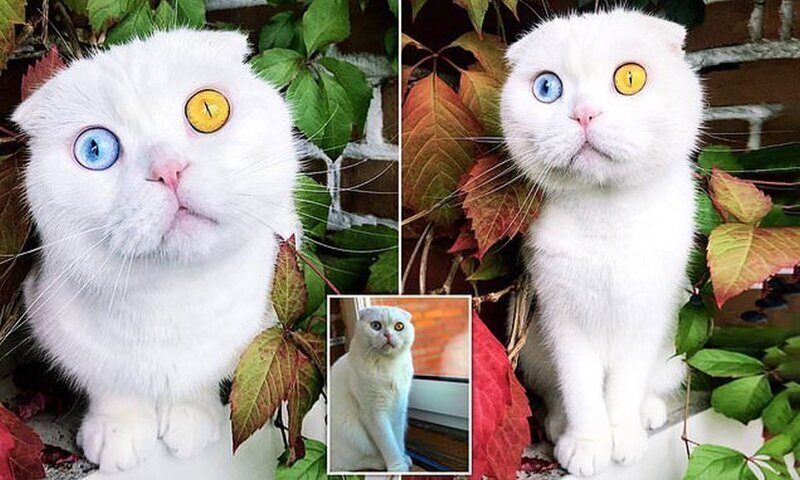 В Петербурге живет белый кот с удивительными глазами