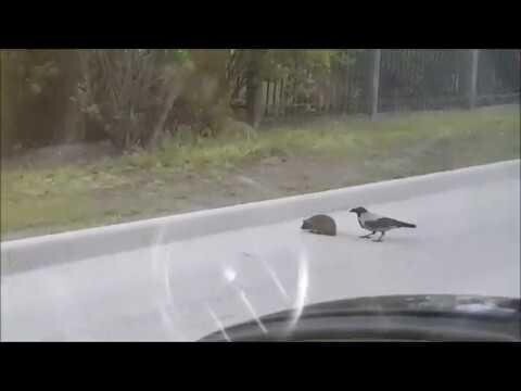 Ворона перевела ежика через дорогу 
