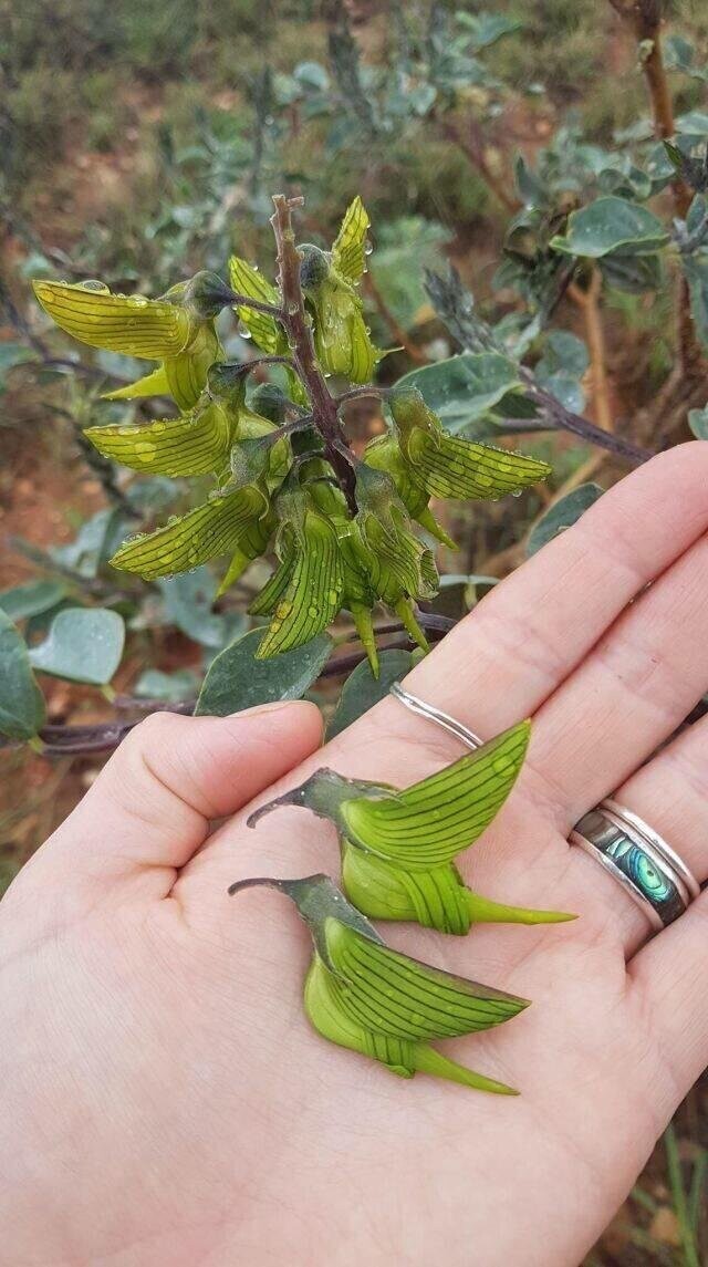 Растение с цветами в виде птиц под названием Crotalaria cunninghamii