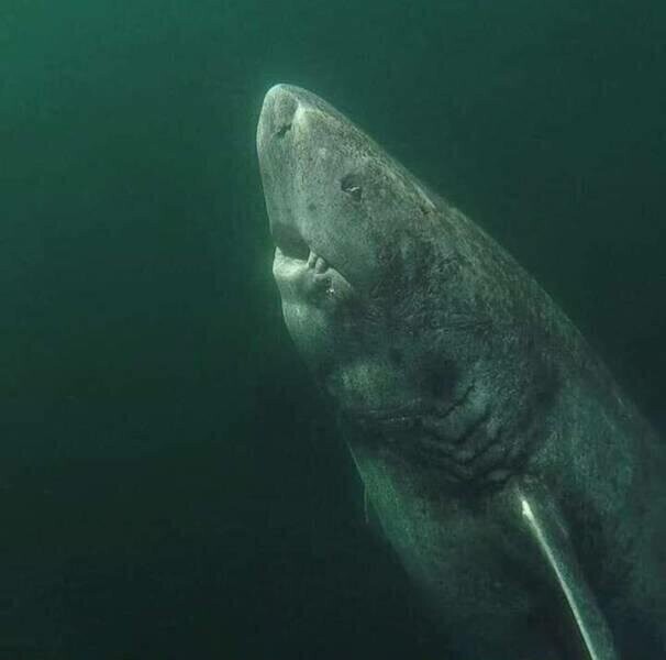 392-летняя гренландская полярная акула, плавающая в Северном Ледовитом океане с 1627 года