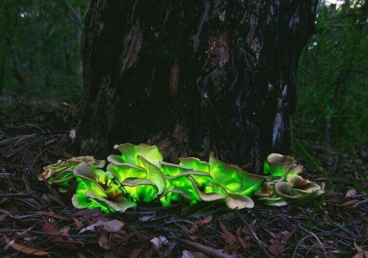 Биолюминесцентные грибы, которые начинают светится с приходом темноты