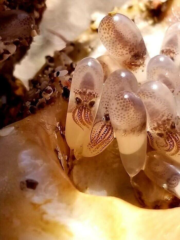 Ещё не родившиеся осьминоги в своих яйцах