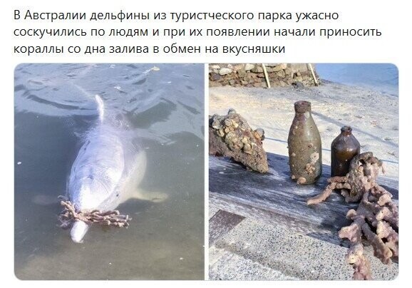 Политические комментарии из инета