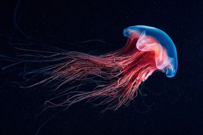 Невероятные фотографии «морских ангелов» и других существ, плавающих на глубине