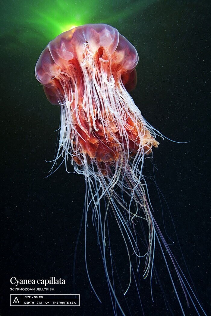 Невероятные фотографии «морских ангелов» и других существ, плавающих на глубине