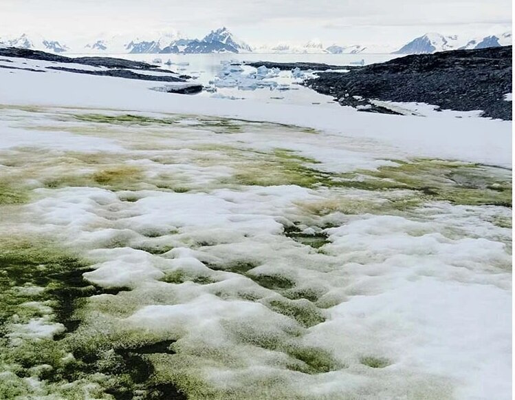 В Антарктиде появился зеленый снег