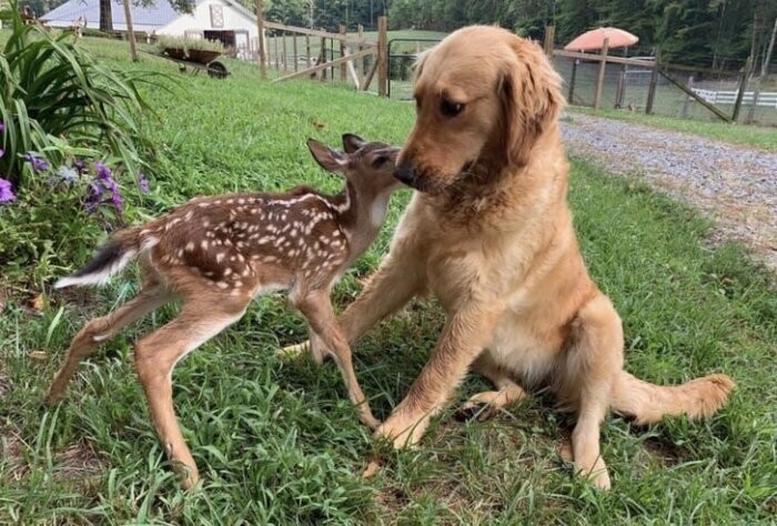 Трогательная дружба животных