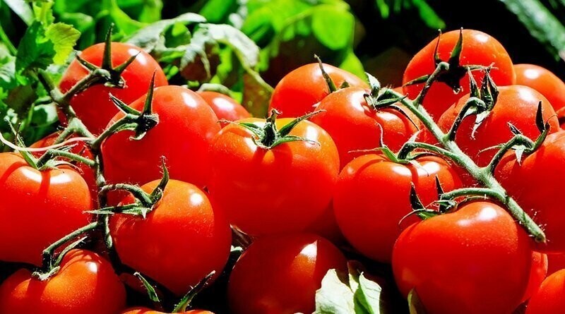 Хорошая новость: помидоры можно хранить в холодильнике