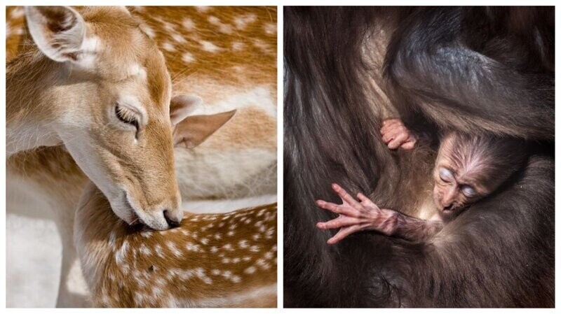Любовь и привязанность в мире животных