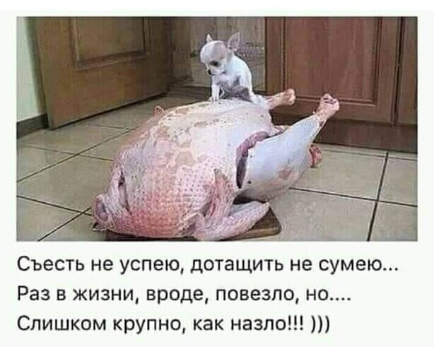 Прикольные и смешные картинки