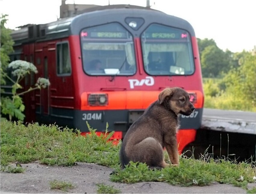 Можно в электричку с собакой. Животные на железной дороге. Собака в поезде. Собака на железной дороге. Животные в Железнодорожном.