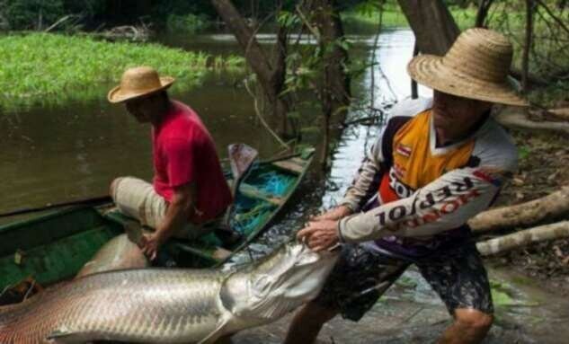 7 опасных созданий Амазонки: обитатели мутных вод реки