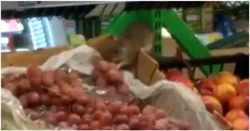 Крысы устроили себе пир в продуктовом магазине в Санкт-Петербурге