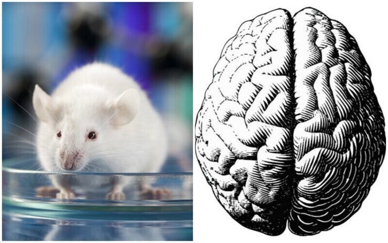 Ученые нашли в мозге мышей "выключатель боли"