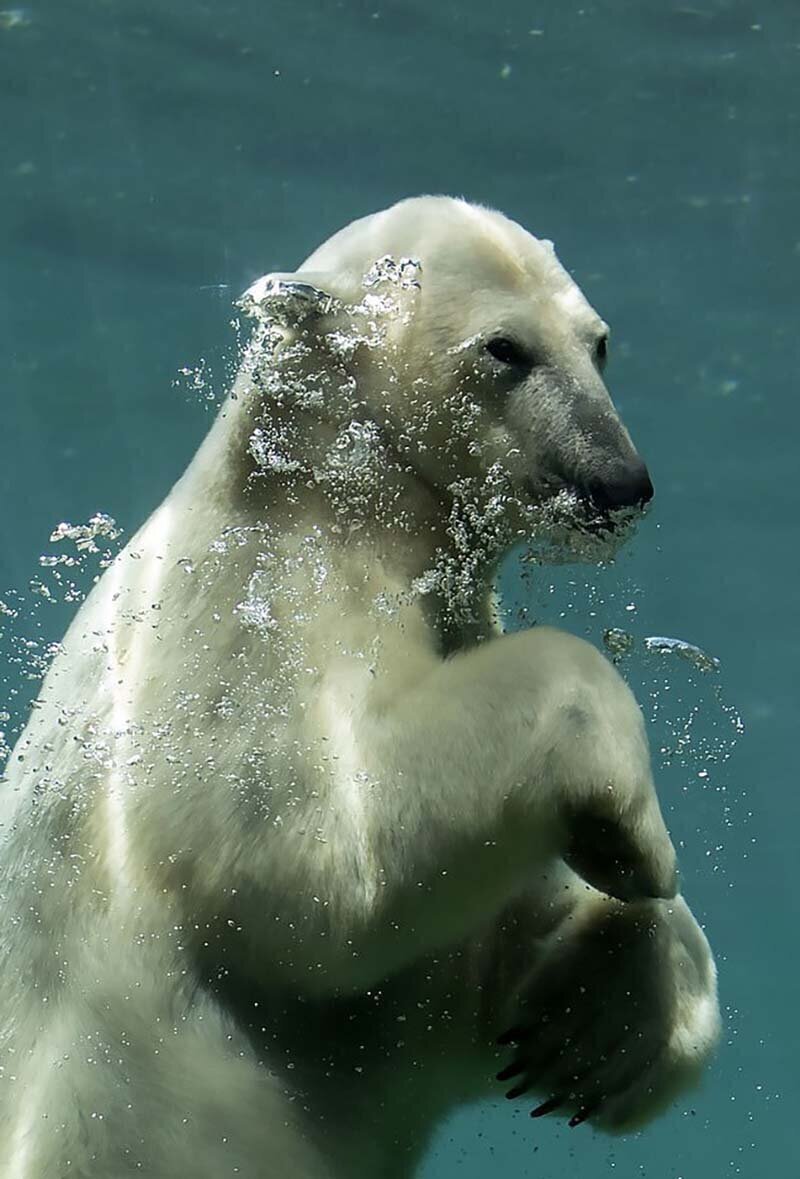 Белый медведь и работник зоопарка поиграли через стекло вольера