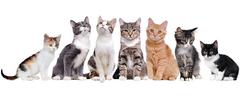 Наименее всего подвержены болезням беспородные кошки.