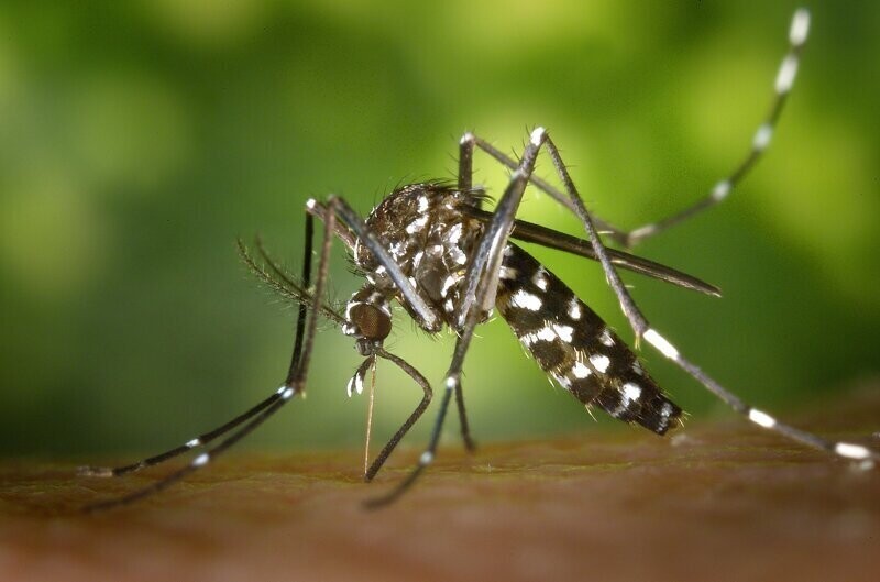 Из-за коронавиурса на Ибице нашествие комаров-убийц