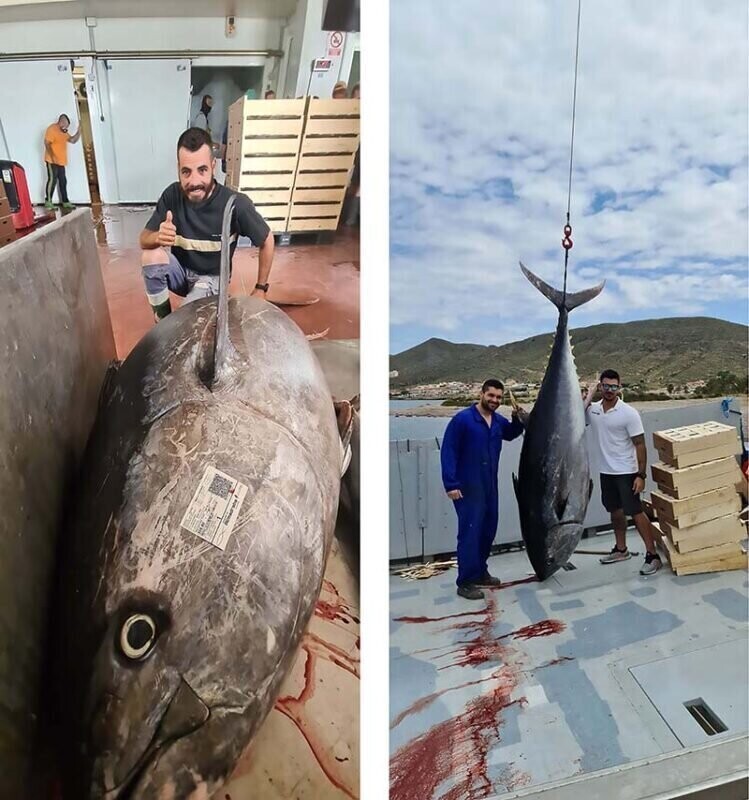 В испанских водах поймали 3-метрового тунца