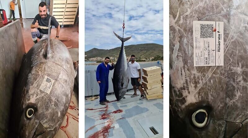 В испанских водах поймали 3-метрового тунца
