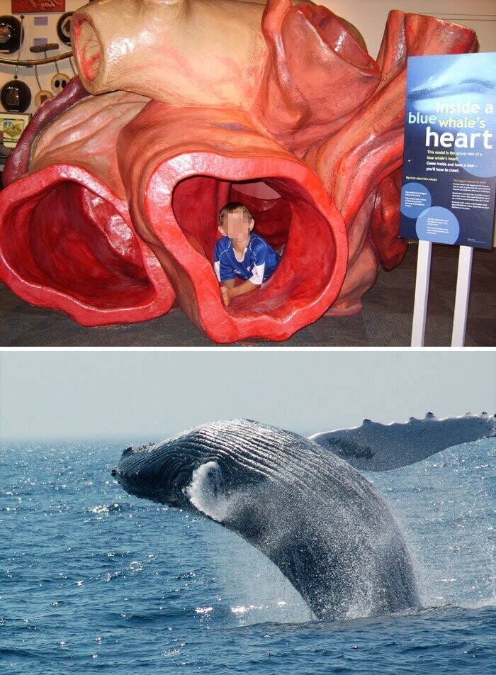 Маленький ребенок смог бы плавать по венам синего кита
