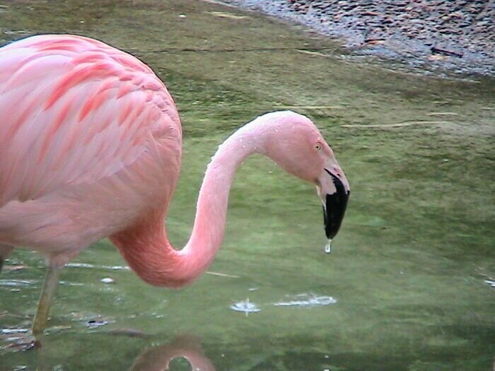 Фламинго приобретают розовый цвет благодаря пигменту, который поручают из рачков - своей основной пищи