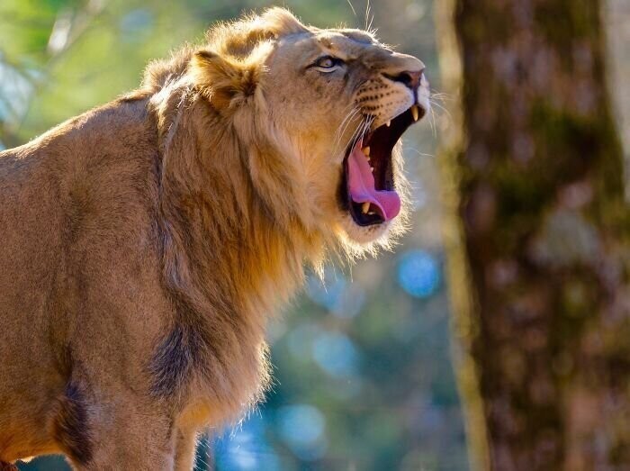 Рычание льва слышно на расстоянии до 8 километров
