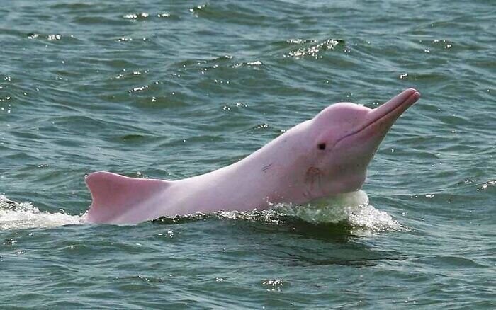 В Амазонке живут розовые дельфины