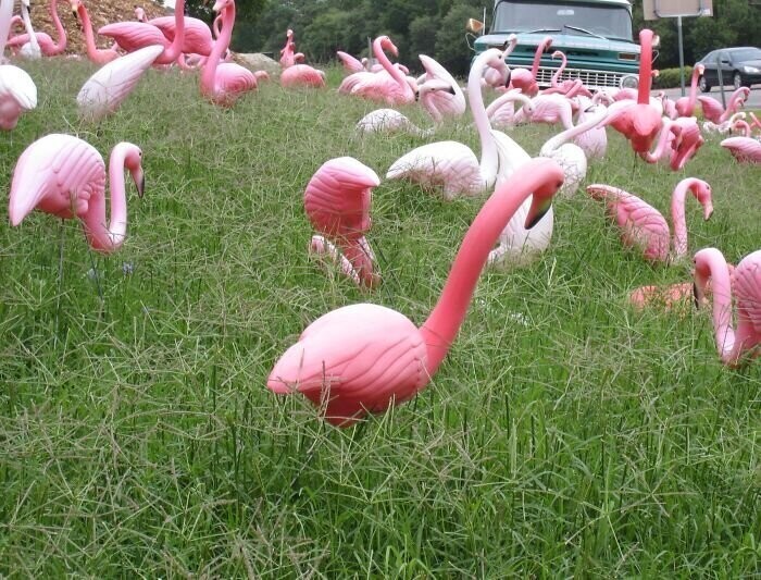 Пластиковых фламинго на планете больше, чем живых