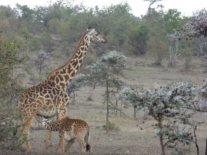 Жираф рождается ростом 1,8 метра