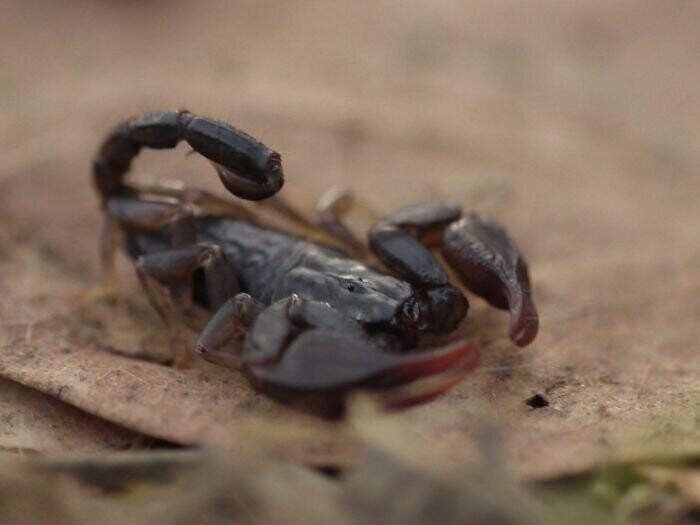 Скорпионы могут задерживать дыхание на срок до 6 дней