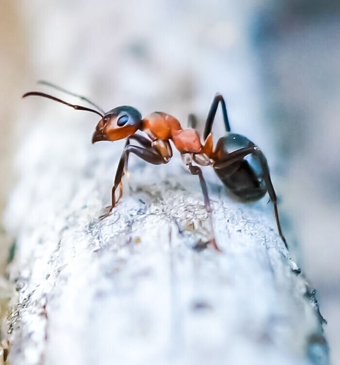 У муравьев нет век