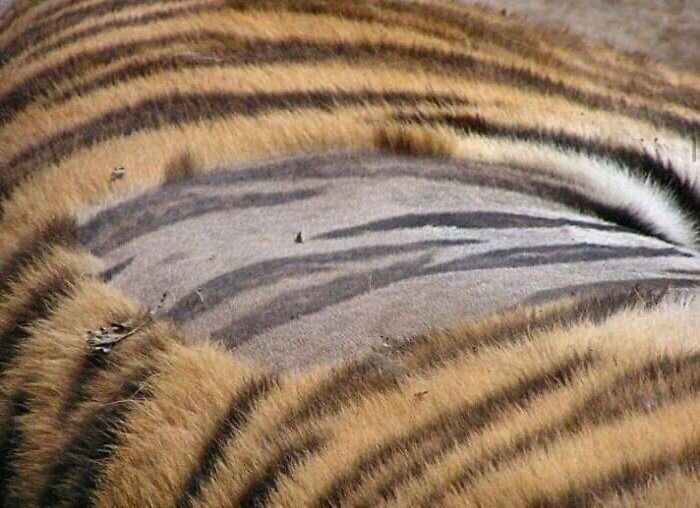 У тигра есть полосы не только на шерсти, но и на коже