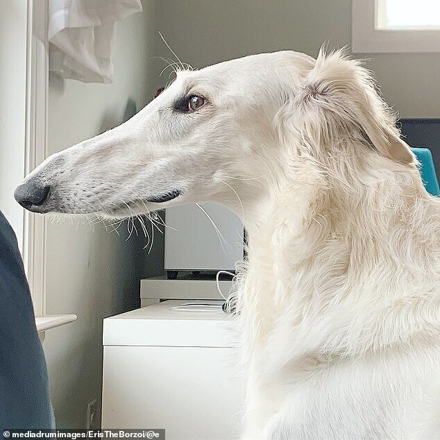 Вот это шнобель: собака с длинным носом очаровала соцсети