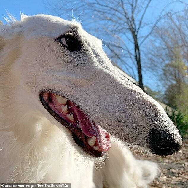 Вот это шнобель: собака с длинным носом очаровала соцсети