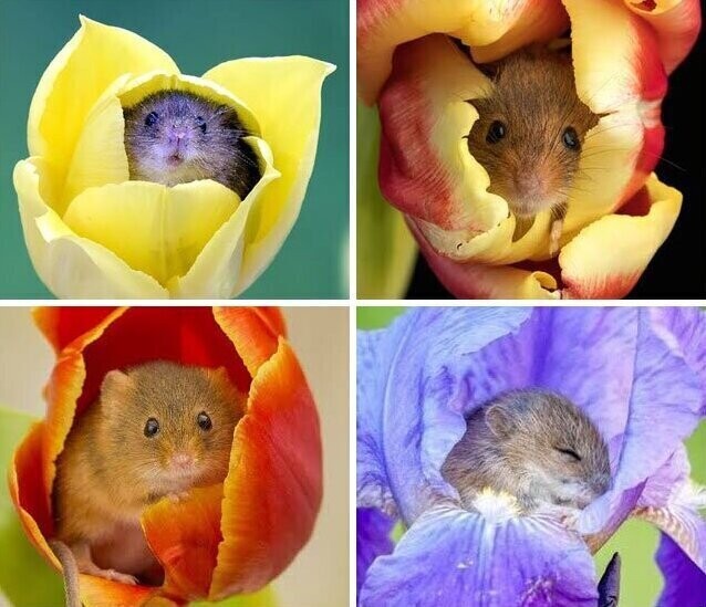 1. "Мне было сегодня лет, когда я обнаружил, что полевые мыши любят забираться в сердцевину цветка, чтобы полакомиться пыльцой, и иногда там же и засыпают"