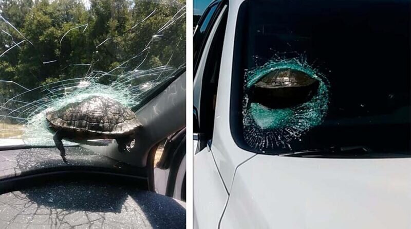 Черепаха влетела в лобовое стекло движущегося автомобиля