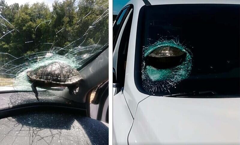 Черепаха влетела в лобовое стекло движущегося автомобиля