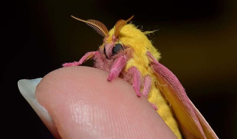 Розовая кленовая моль: великолепное летающее насекомое