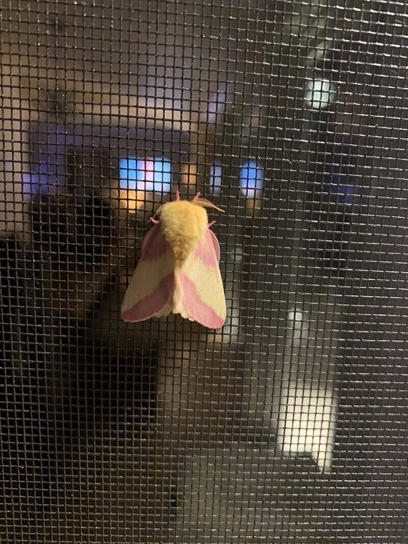 Розовая кленовая моль: великолепное летающее насекомое