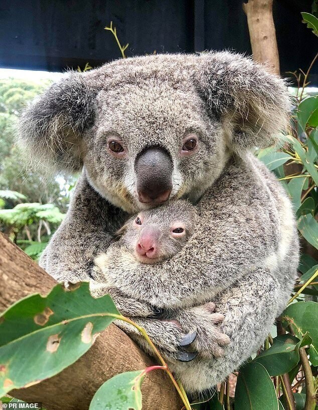 В австралийском заповеднике родился первый в этом году детеныш коалы