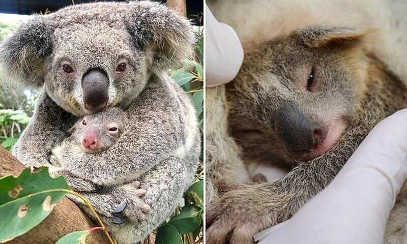 В австралийском заповеднике родился первый в этом году детеныш коалы