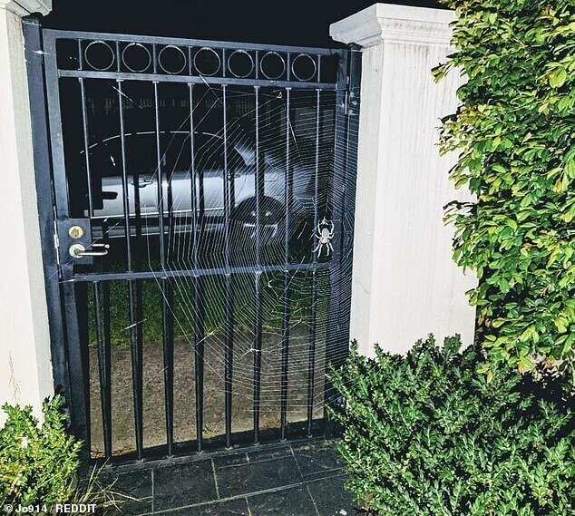 Тем временем в Австралии… Гигантский паучище заблокировал вход во двор