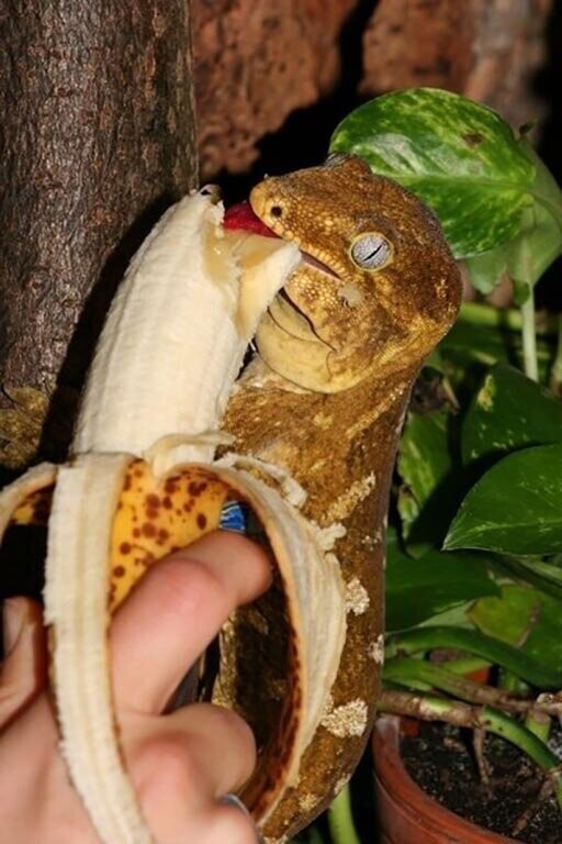 Гигантский геккон-бананоед: "Слепой" гигант за 50.000 рублей. Что за элитное домашнее животное?
