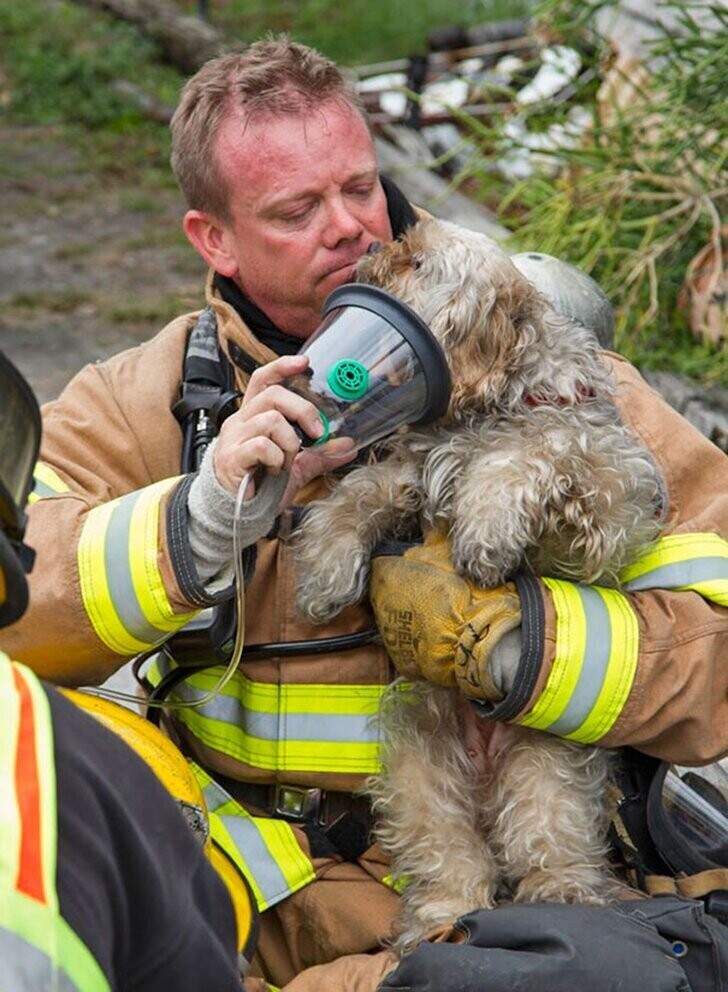 Спасенный пес вытащил морду из кислородной маски, чтобы облизать в знак благодарности лицо спасателя.