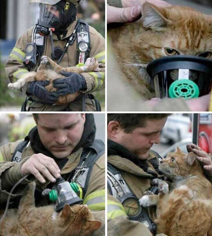 Спасенный кот и его взгляд, полный благодарности.