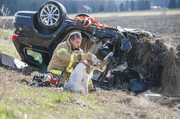 Пожарный успокаивает собаку, спасшуюся в автомобильной аварии.