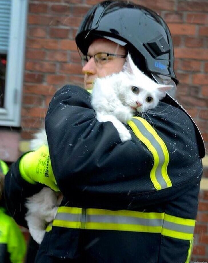 Датский пожарный спасает кота из горящего дома.