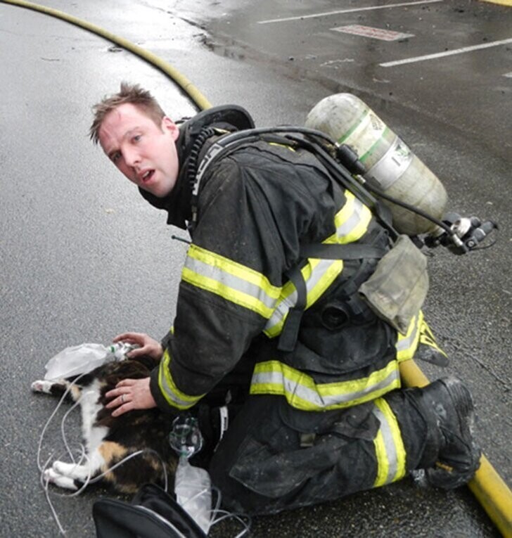 Пожарные обнаружили едва дышащую кошку под кроватью в горящем доме и спасли ее.