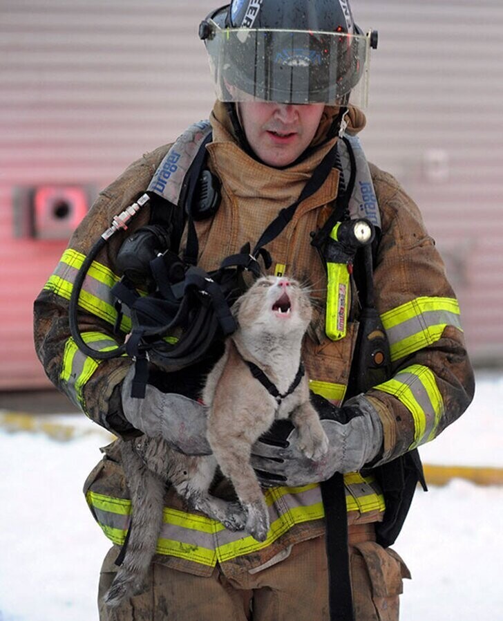 Пожарный несет перепуганного кота в безопасное место.